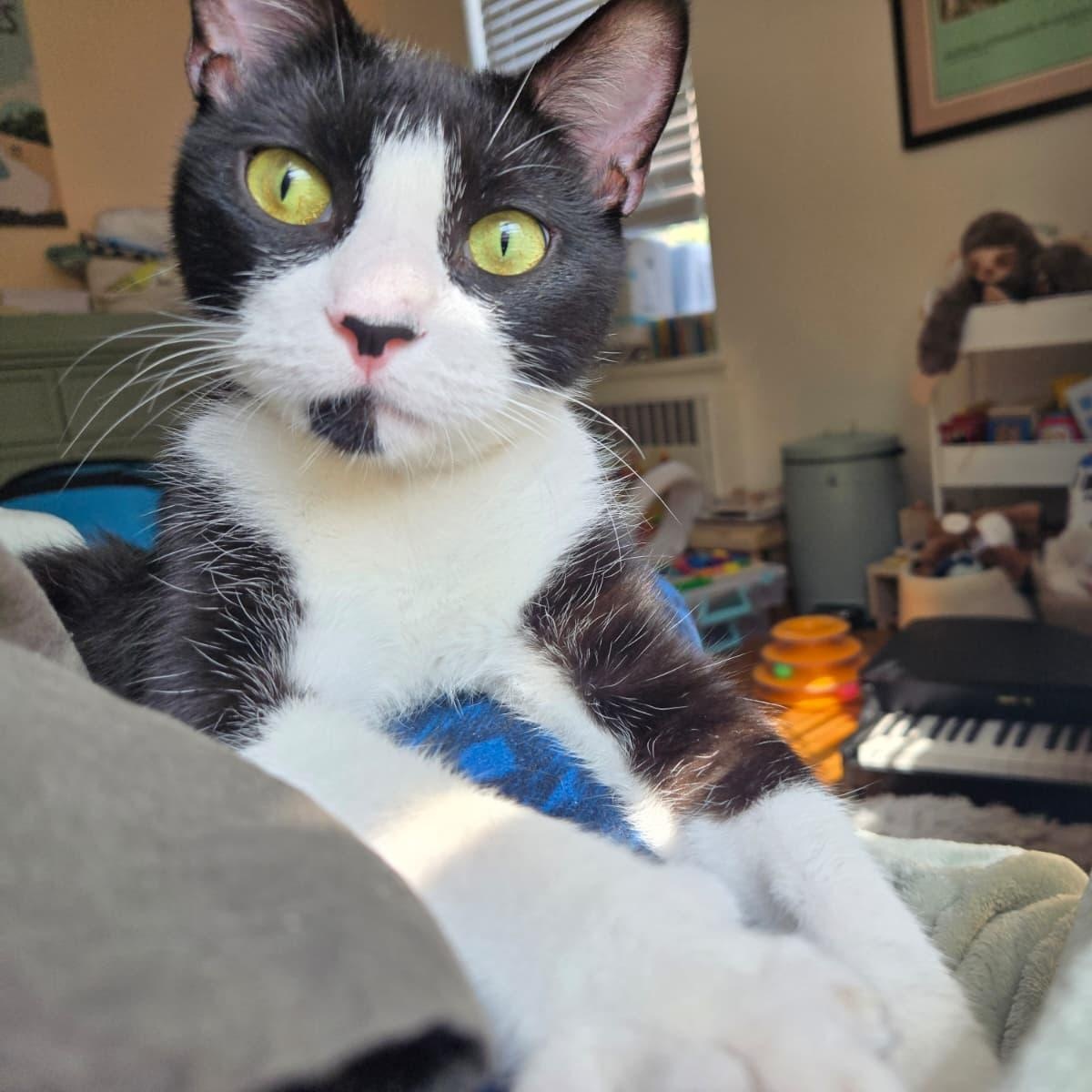 Boston Cream, Adoptable, Young Female Domestic Short Hair.