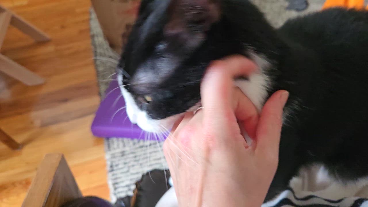 Enlarge Boston Cream, a Adoptable Domestic Short Hair in South Ozone Park, NY video 2/6