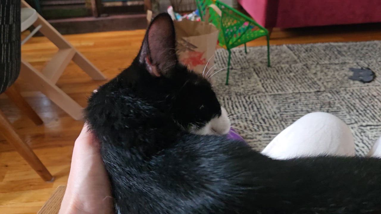Enlarge Boston Cream, a Adoptable Domestic Short Hair in South Ozone Park, NY video 6/6
