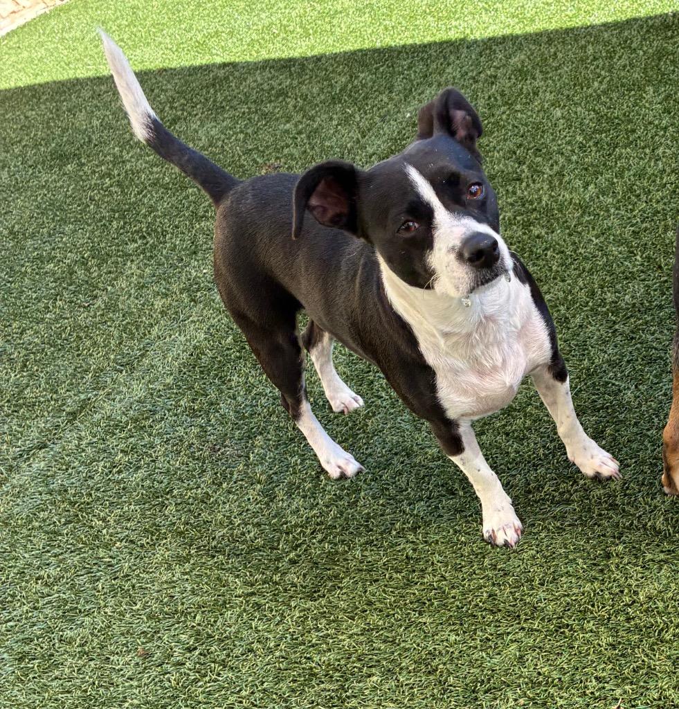 Star, Adoptable, Adult Female Terrier.