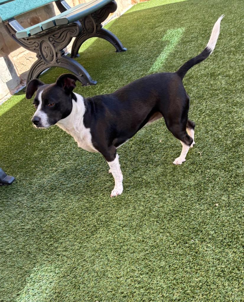 Enlarge Star, a Adoptable mixed breed in Seguin, TX image 2/2
