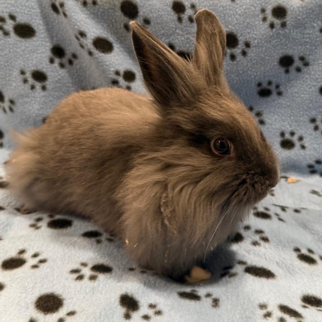 Enlarge Emily, a Adoptable mixed breed in San Diego, CA image 2/6