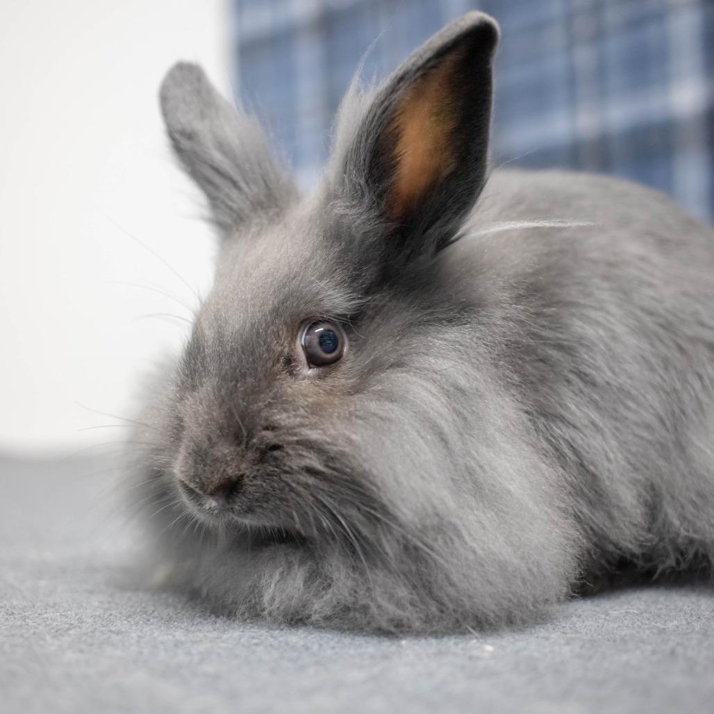 Enlarge Emily, a Adoptable mixed breed in San Diego, CA image 3/6