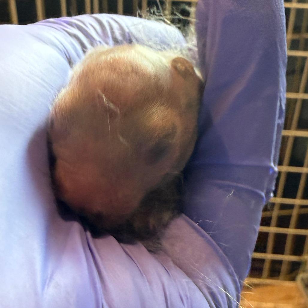 Enlarge Emily, a Adoptable mixed breed in San Diego, CA image 4/6