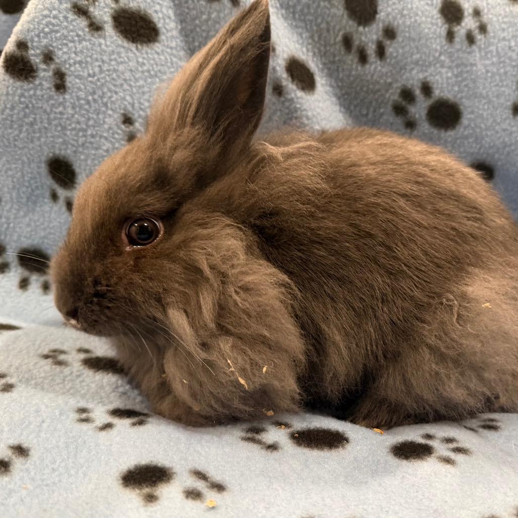 Enlarge Emily, a Adoptable mixed breed in San Diego, CA image 5/6