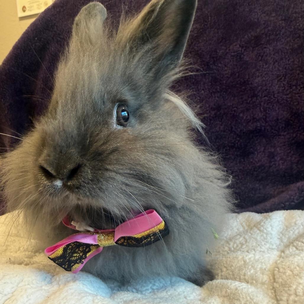 Enlarge Emily, a Adoptable mixed breed in San Diego, CA image 6/6