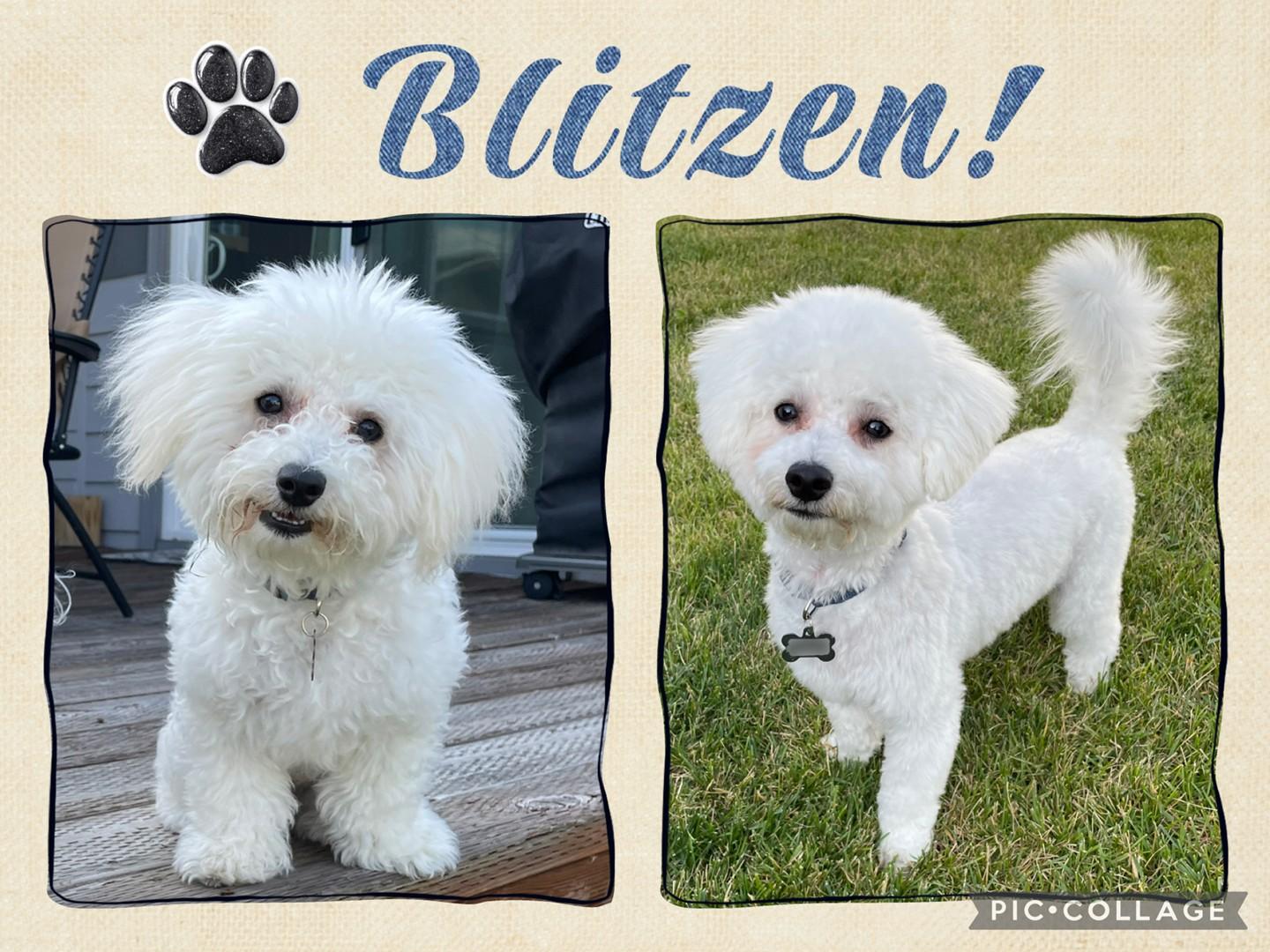 Blitzen - MT, an adoptable Bichon Frise in Helena, MT, 59601 | Photo Image 1