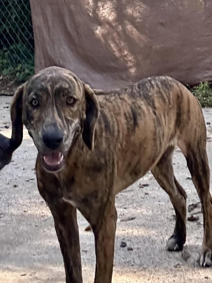 TinkerBelle, Adoptable, Young Female Plott Hound.