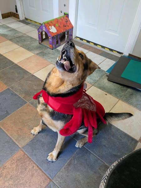 Enlarge Roxy, a Adopted mixed breed in Wahnapitae, ON image 1/3