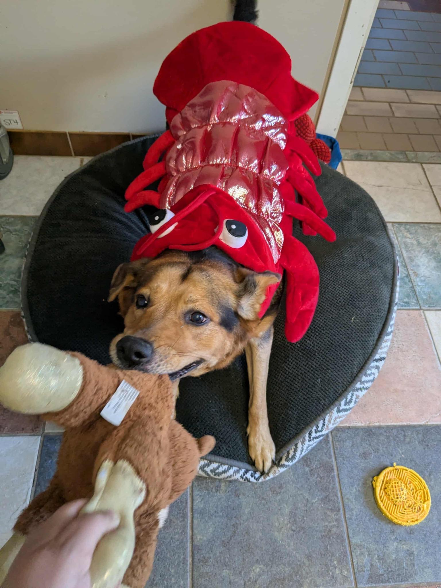 Roxy, Adopted, Senior Female German Shepherd Dog.