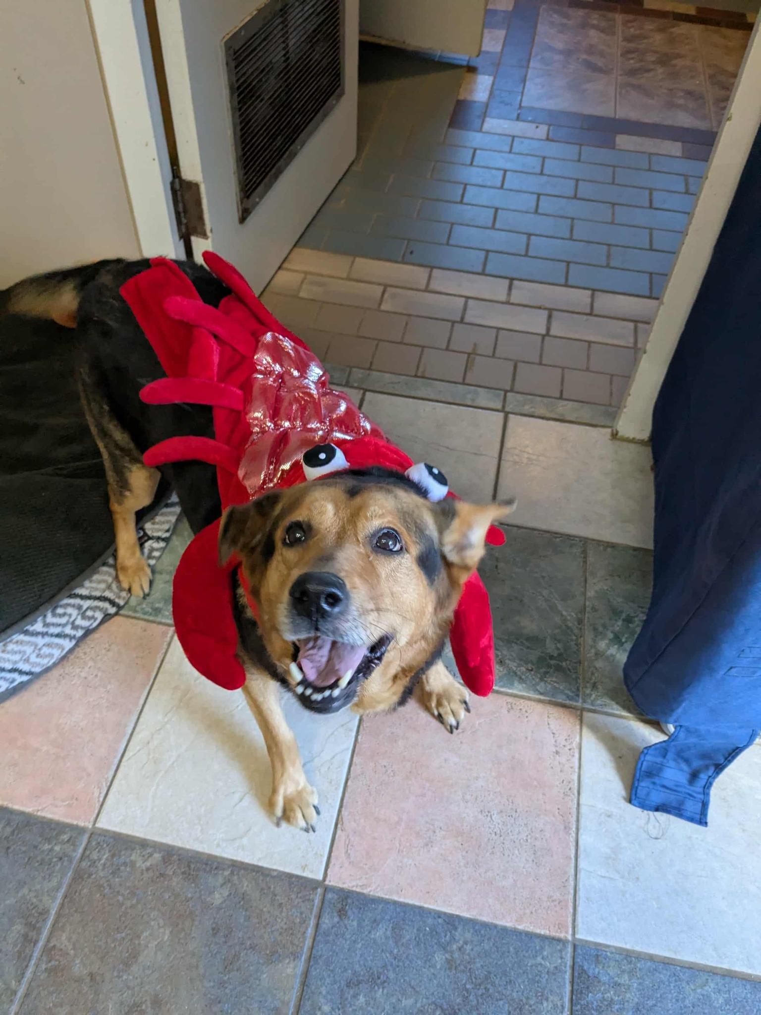 Enlarge Roxy, a Adopted mixed breed in Wahnapitae, ON image 3/3