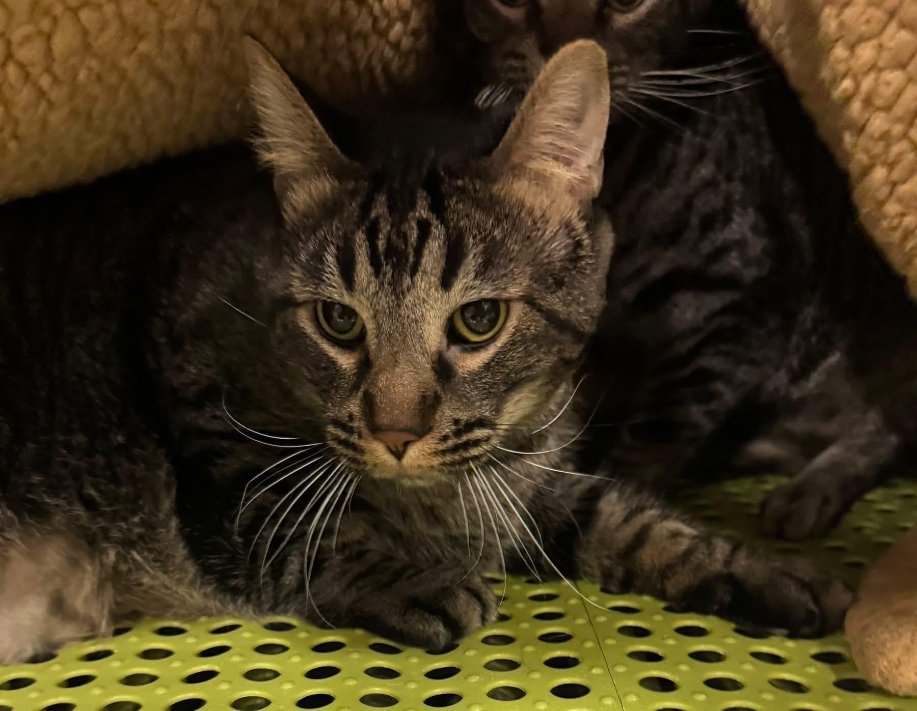 Enlarge Tiny Tim and Frank , a ADOPTABLE Domestic Short Hair in Blair, NE image 2/6