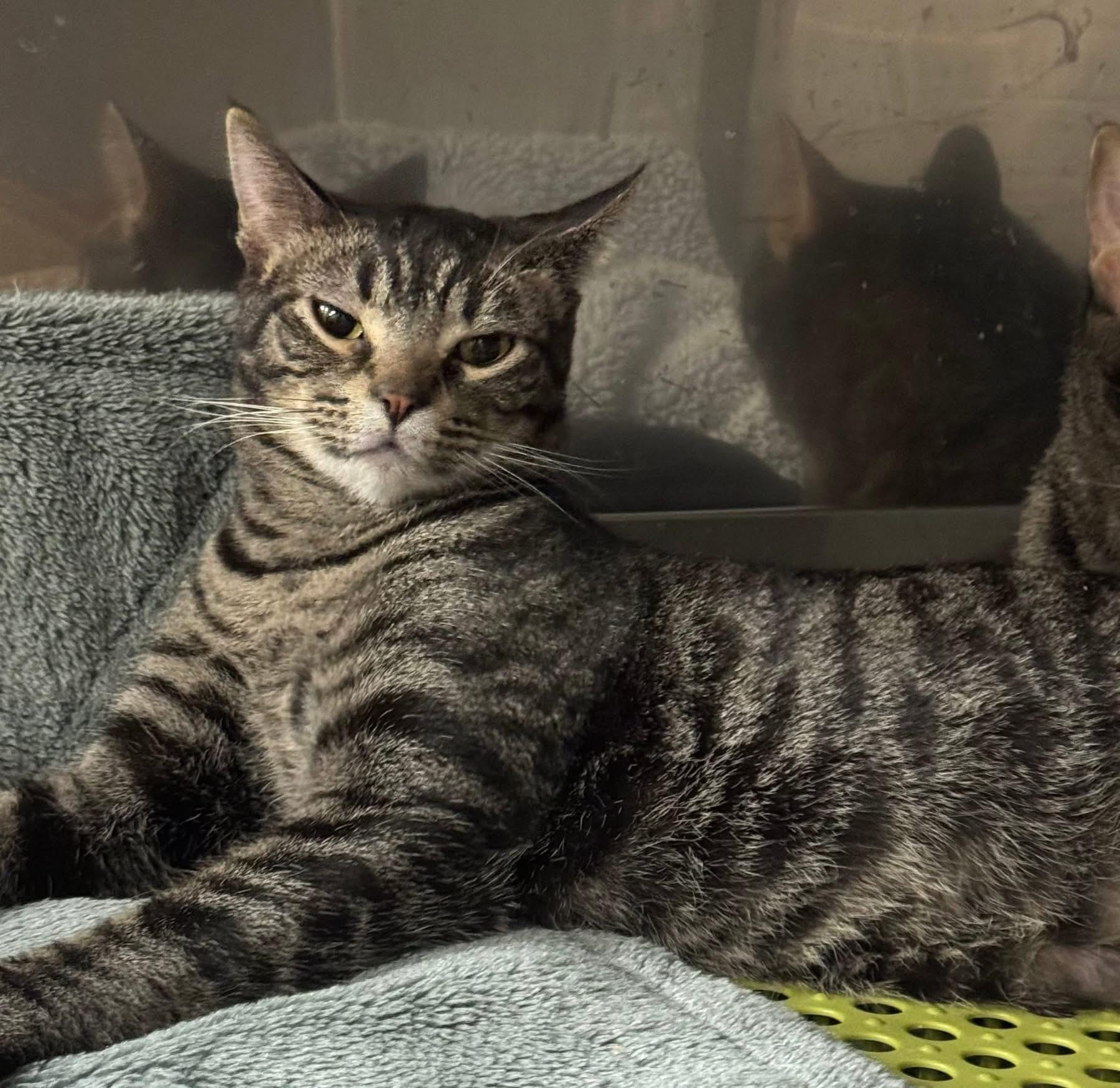 Enlarge Tiny Tim and Frank , a ADOPTABLE Domestic Short Hair in Blair, NE image 3/6