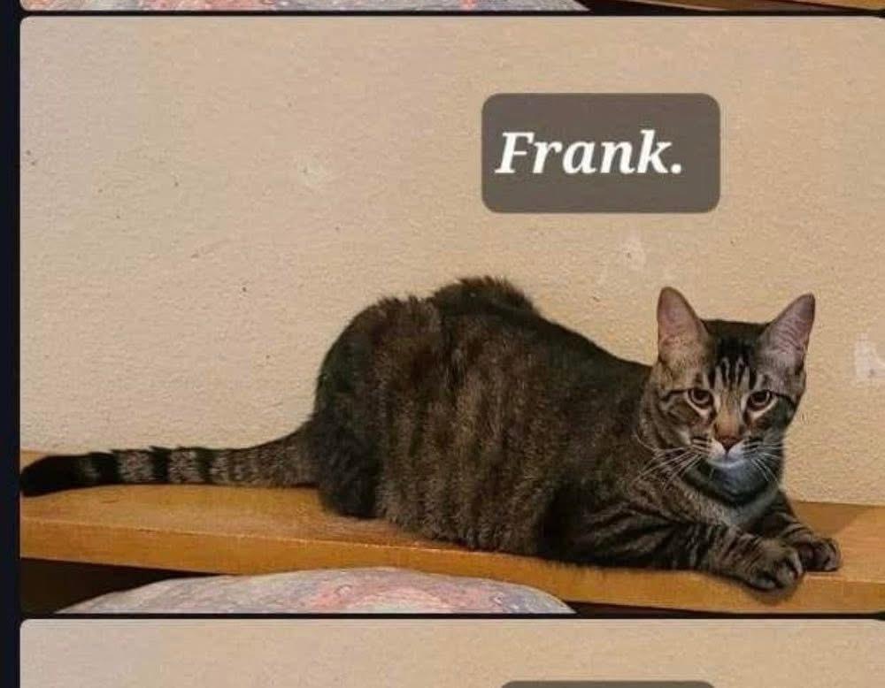 Enlarge Tiny Tim and Frank , a ADOPTABLE Domestic Short Hair in Blair, NE image 6/6