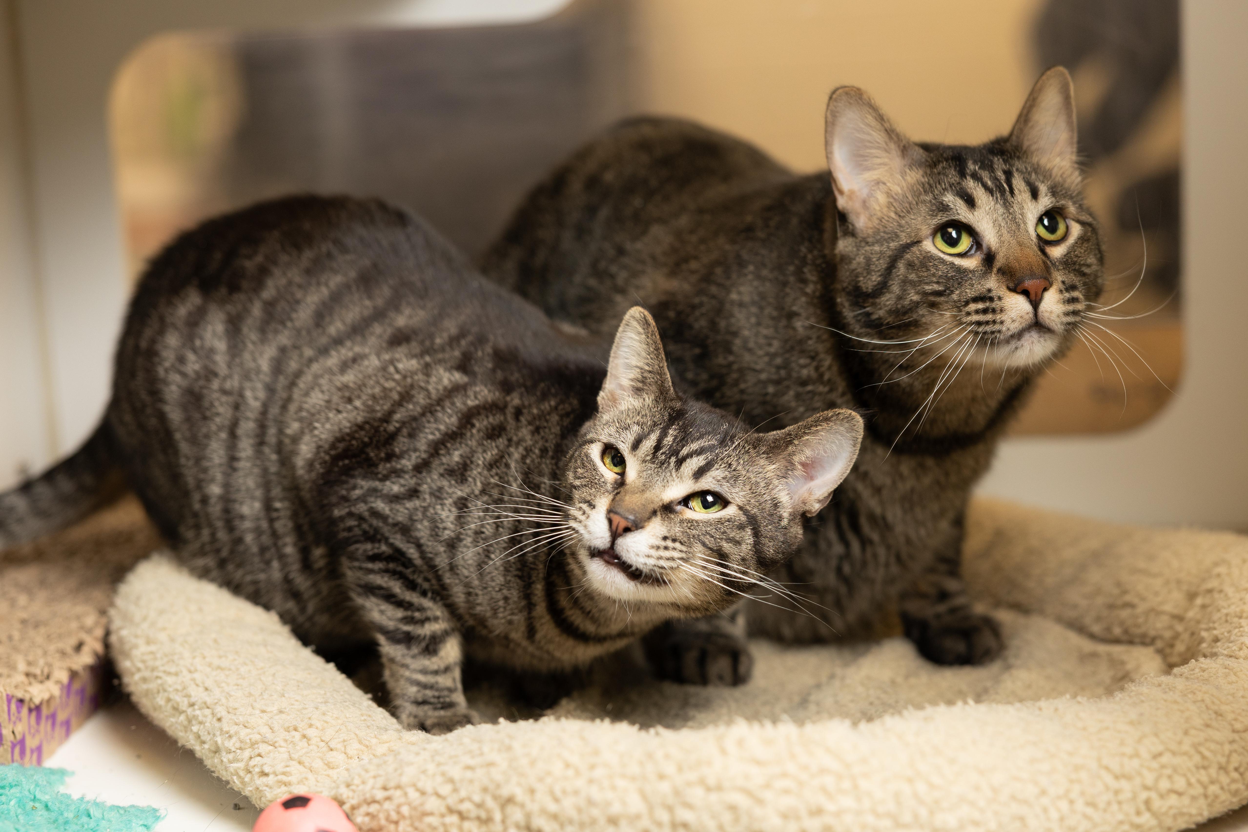 Enlarge Tiny Tim and Frank , a ADOPTABLE Domestic Short Hair in Blair, NE image 1/6