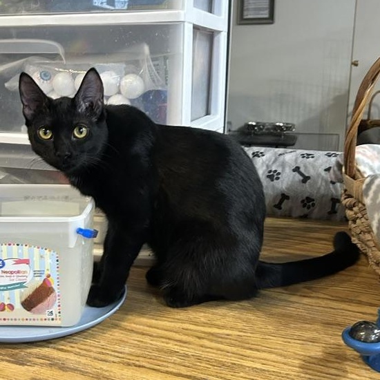 Arlo, a Adoptable Domestic Short Hair in Devils Lake, ND image 1/4