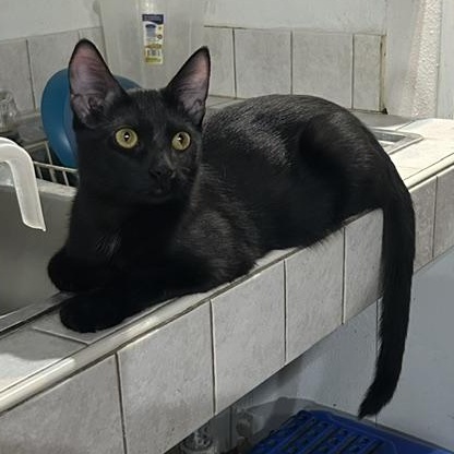 Enlarge Arlo, a Adoptable Domestic Short Hair in Devils Lake, ND image 1/1