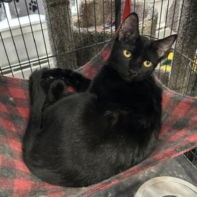 Arlo, a Adoptable Domestic Short Hair in Devils Lake, ND image 4/4