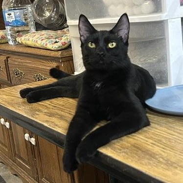 Arlo, a Adoptable Domestic Short Hair in Devils Lake, ND image 2/4