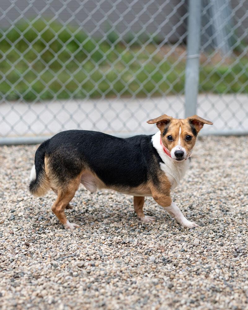 Andy **IN FOSTER**, Adoptable, Adult Male Chihuahua & Beagle.