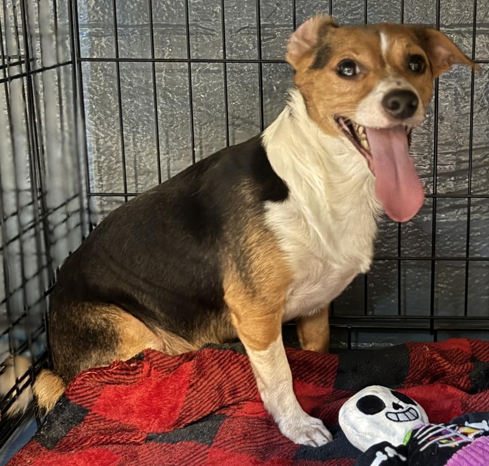 Enlarge Andy **IN FOSTER**, a Adoptable mixed breed in Muskegon, MI image 2/2