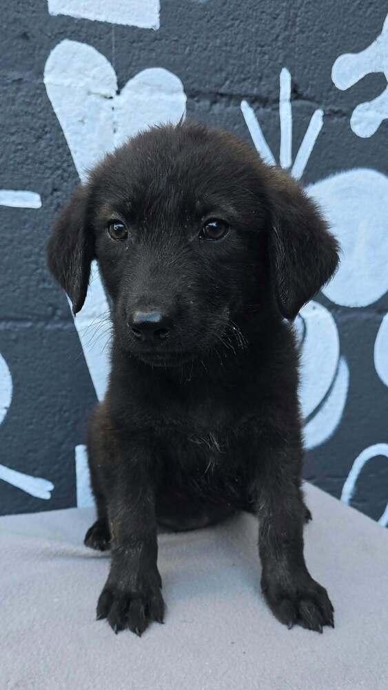 Boise (B Squad), Adoptable, Puppy Male Labradoodle.