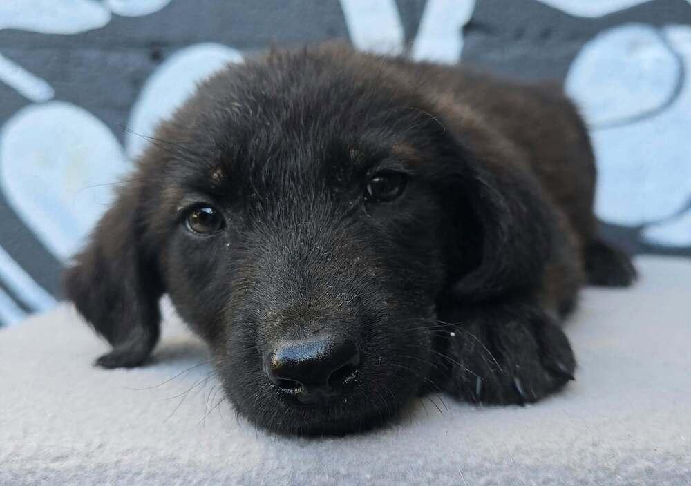 Enlarge Boise (B Squad), a Adoptable mixed breed in Brewster , NY image 2/2