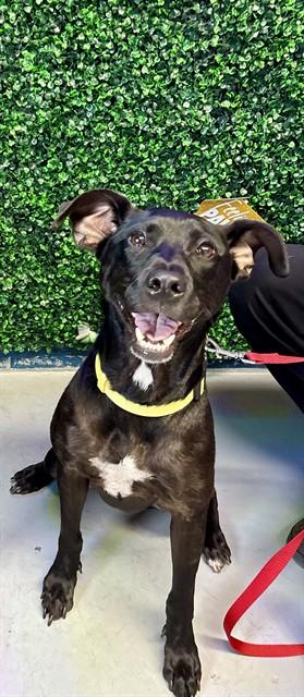 Enlarge RACHEL, a Adoptable mixed breed in Corpus Christi, TX image 1/1