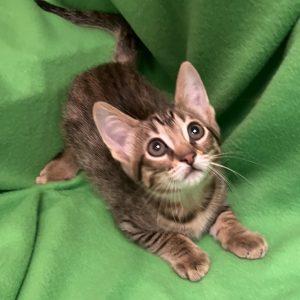 Elmo, adopted, Kitten Male Domestic Short Hair.