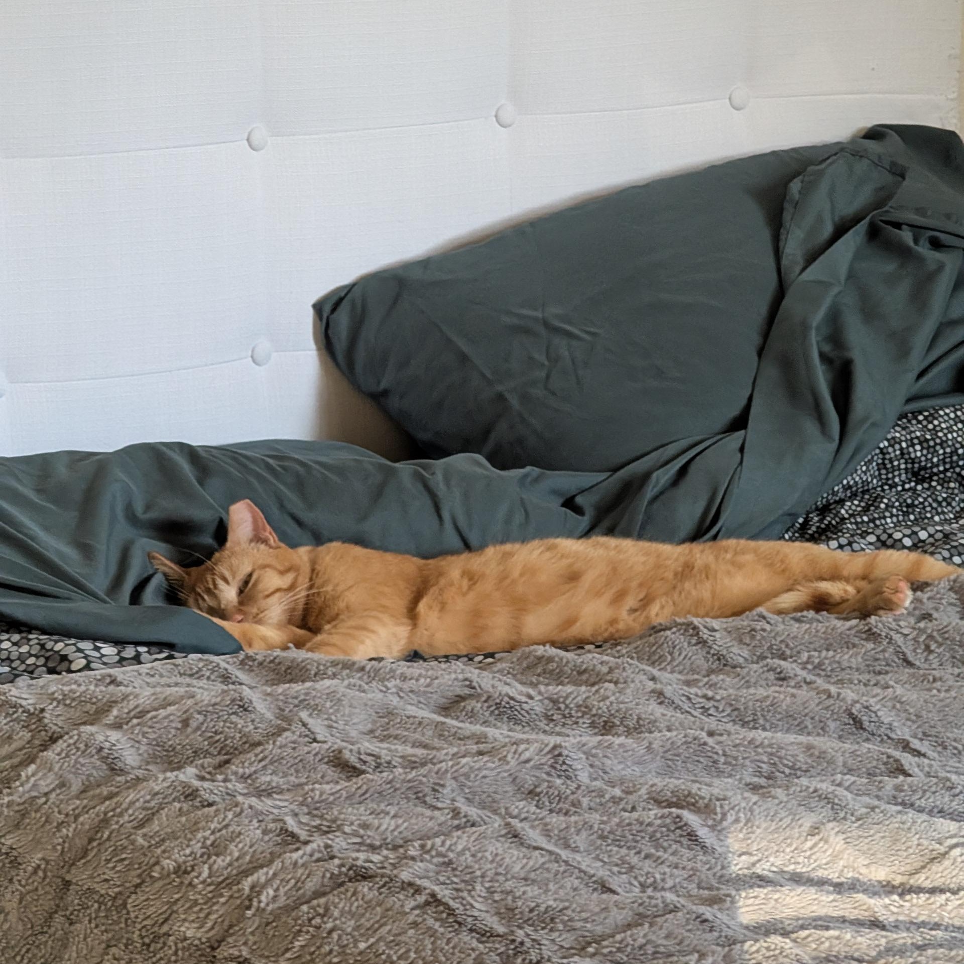Chicken Nugget, a ADOPTABLE Domestic Short Hair in Denver, CO image 6/6