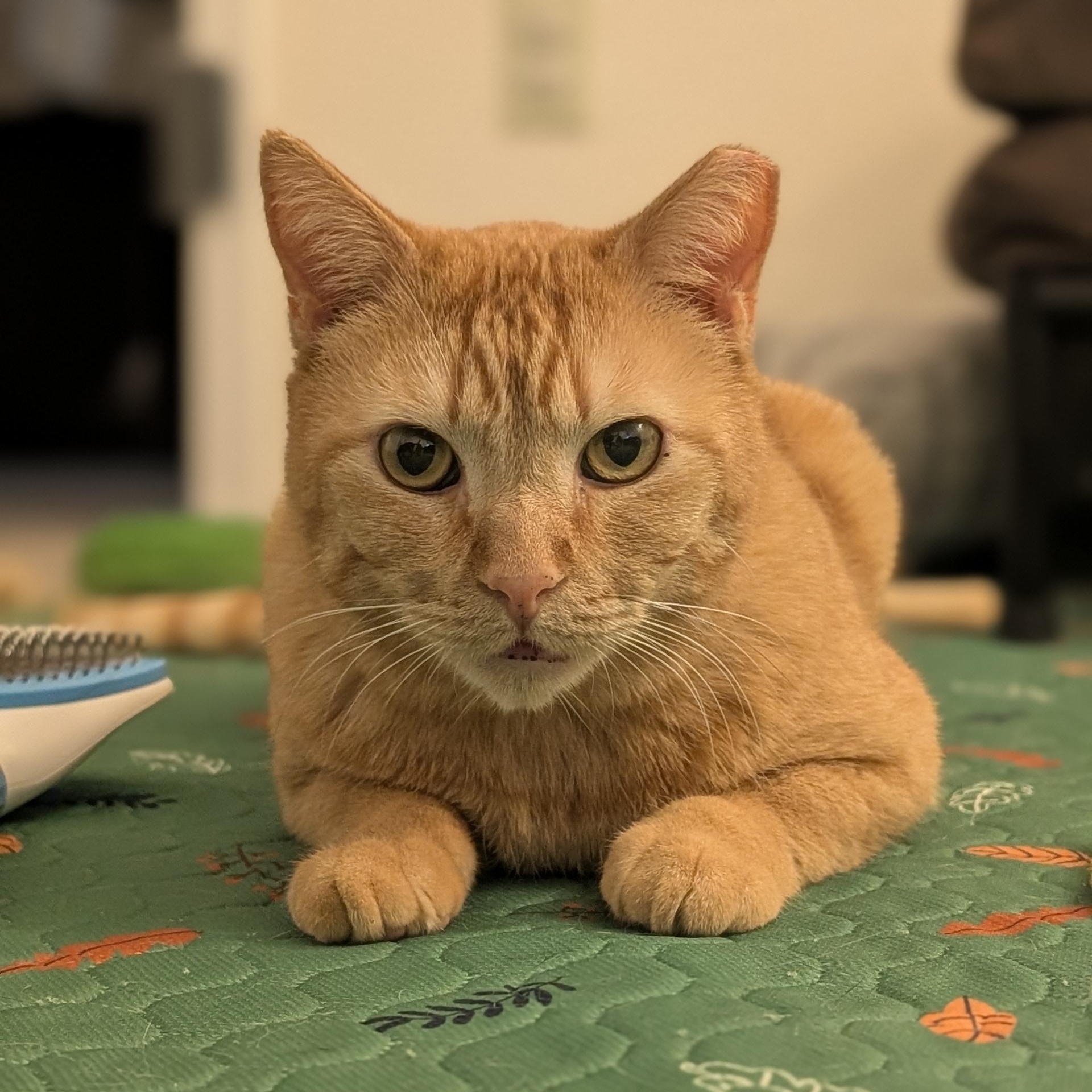 Chicken Nugget, a ADOPTABLE Domestic Short Hair in Denver, CO image 3/6