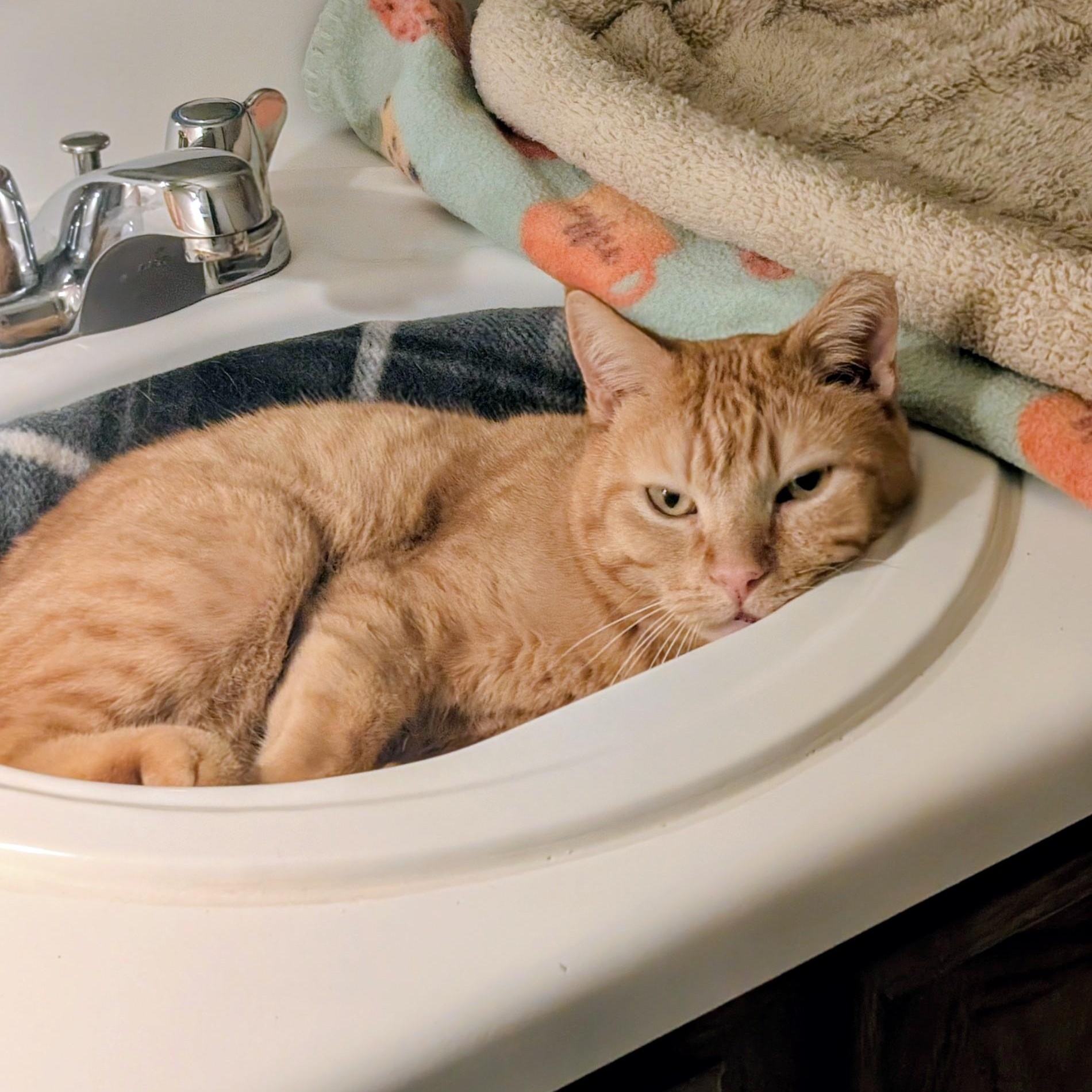 Chicken Nugget, a ADOPTABLE Domestic Short Hair in Denver, CO image 2/6
