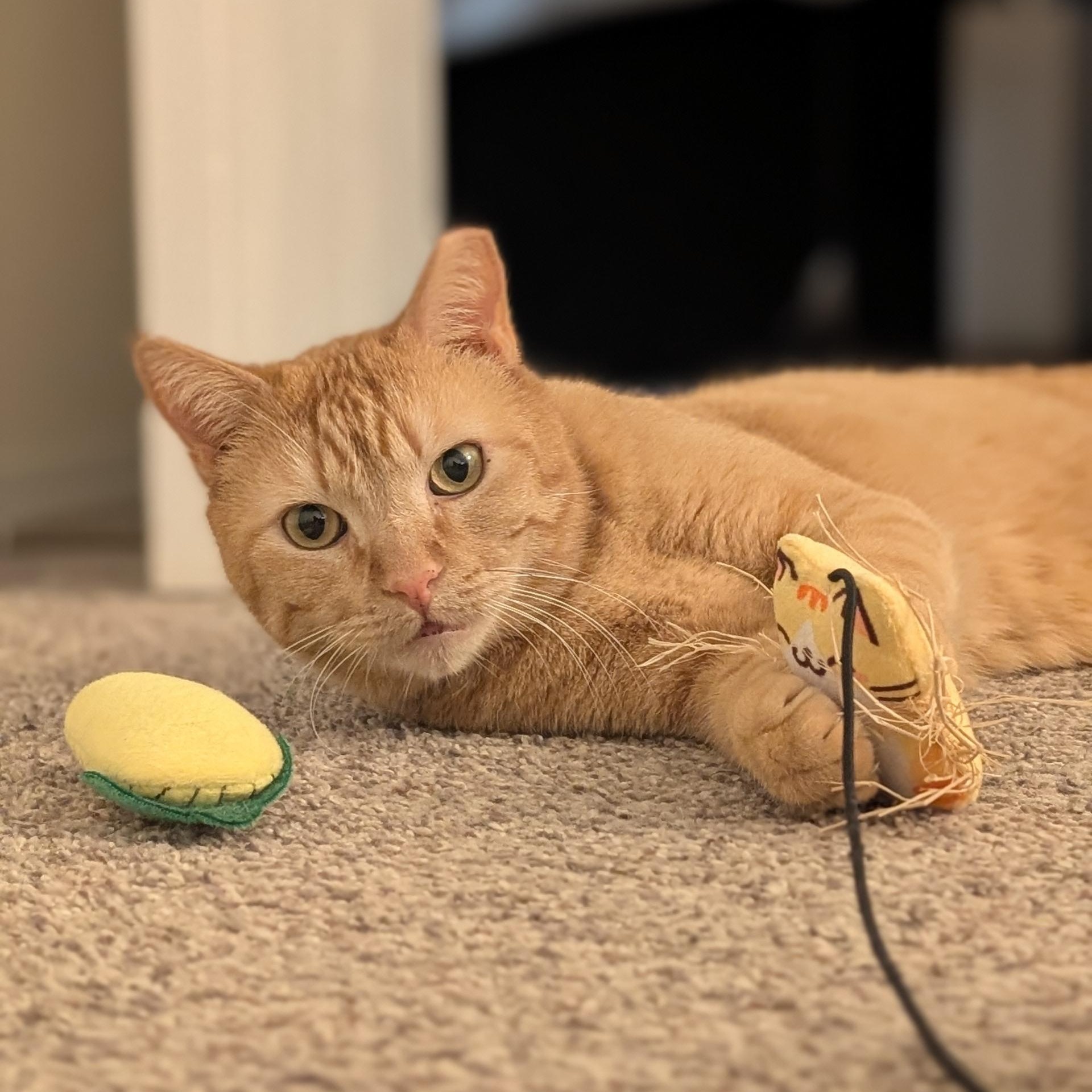 Chicken Nugget, a ADOPTABLE Domestic Short Hair in Denver, CO image 1/6