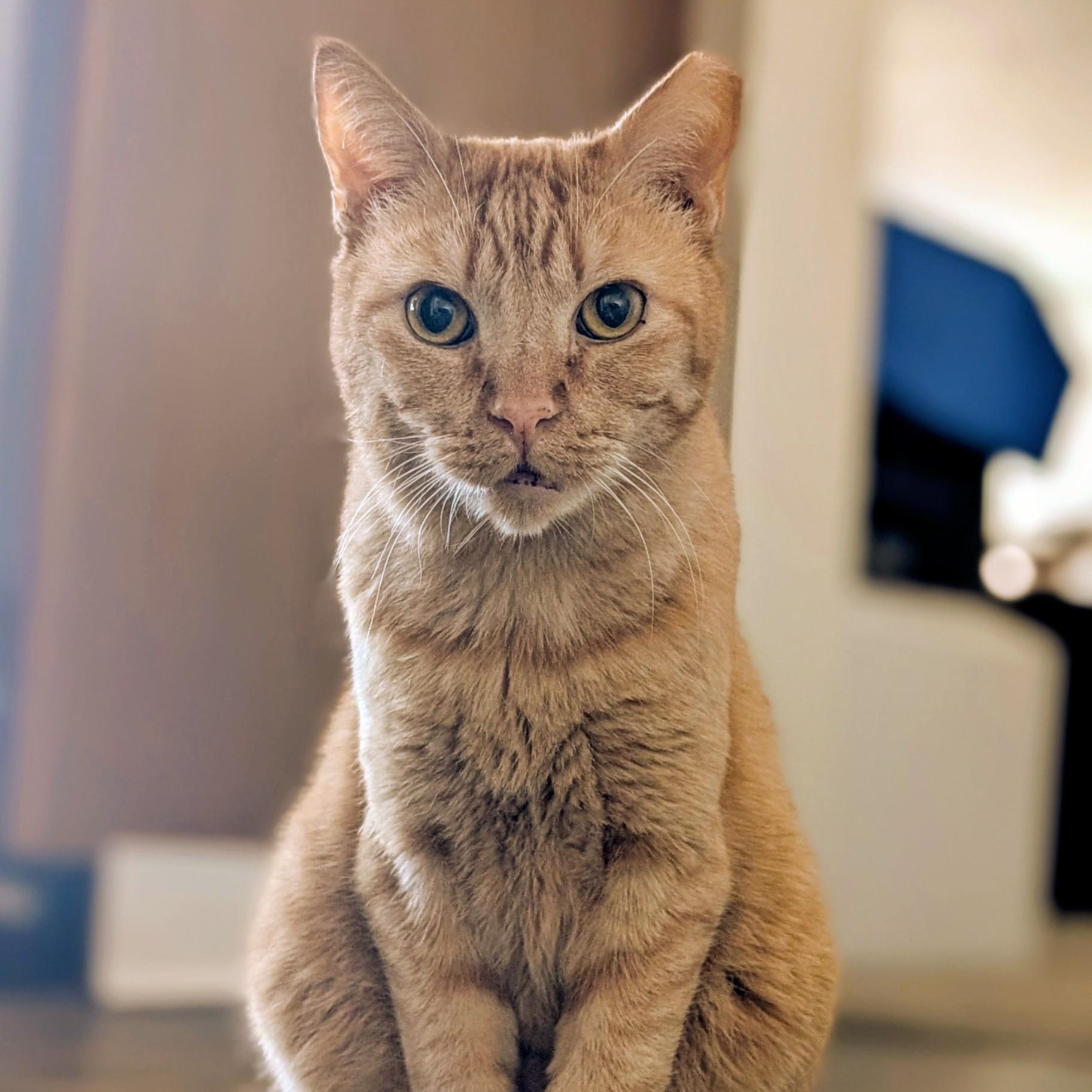 Chicken Nugget, a ADOPTABLE Domestic Short Hair in Denver, CO image 5/6
