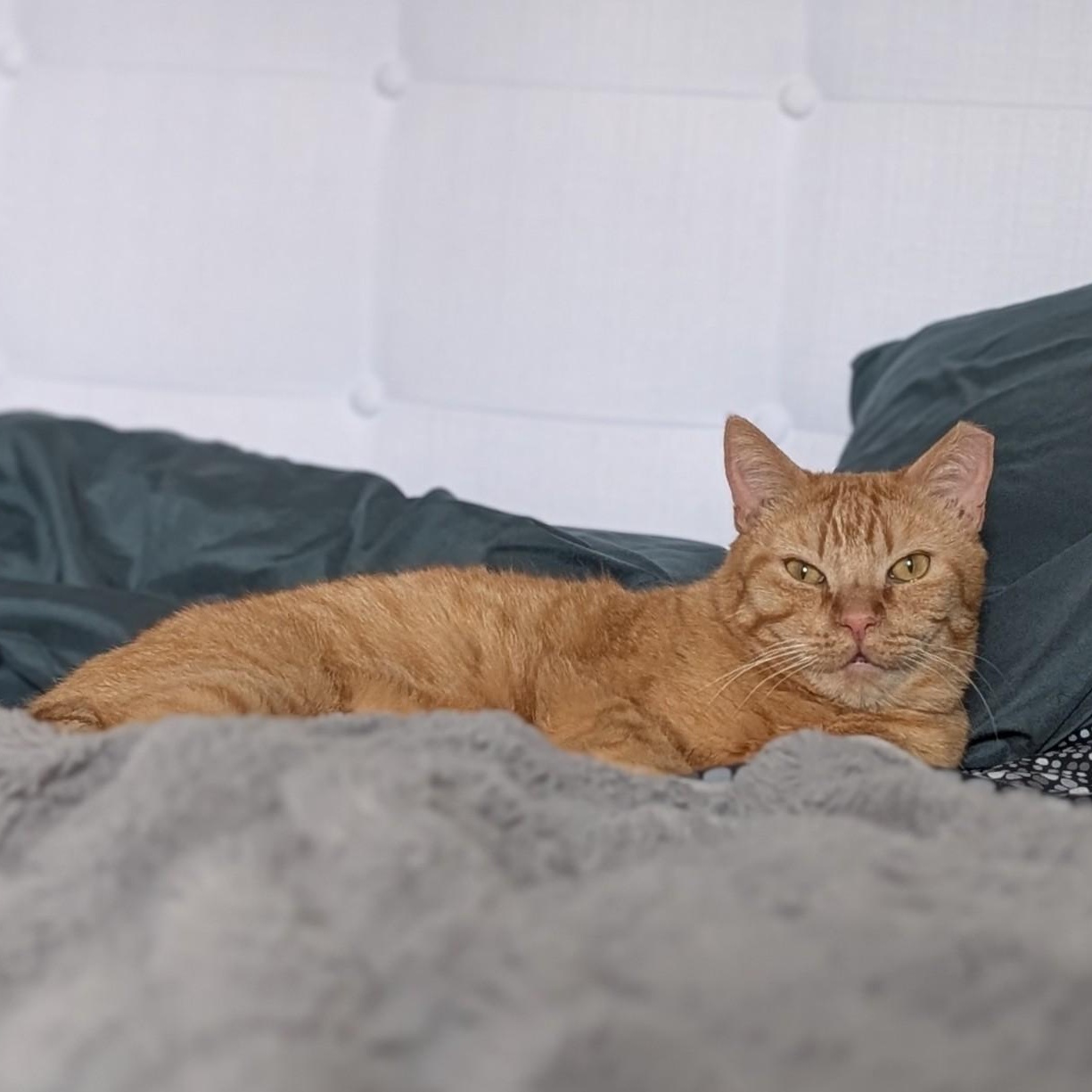 Chicken Nugget, a ADOPTABLE Domestic Short Hair in Denver, CO image 4/6