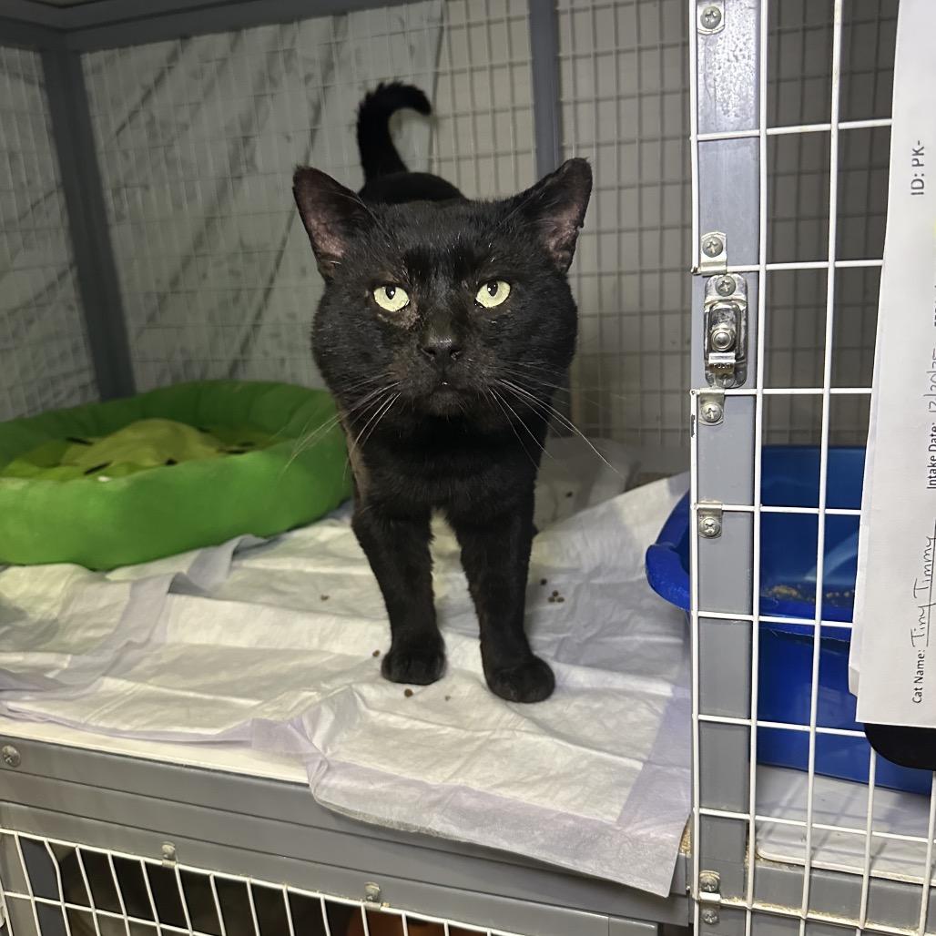 Tiny Tim — thumbnail 2