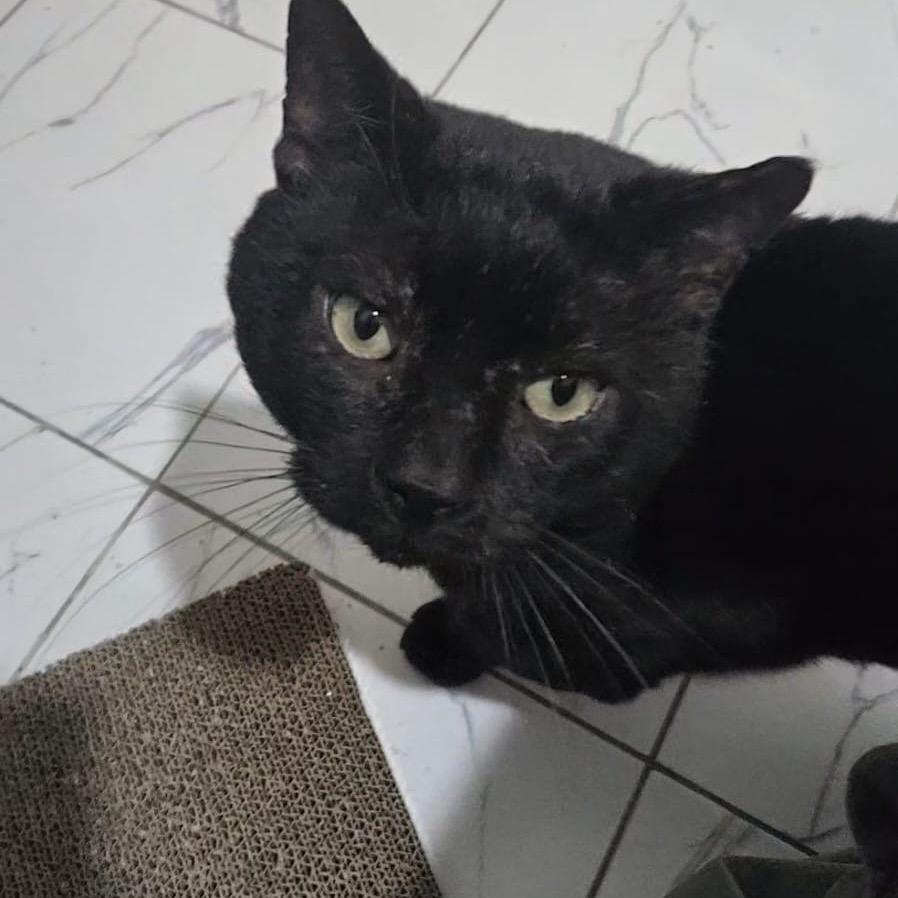 Tiny Tim — thumbnail 3