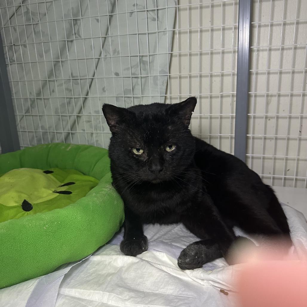 Tiny Tim — thumbnail 4