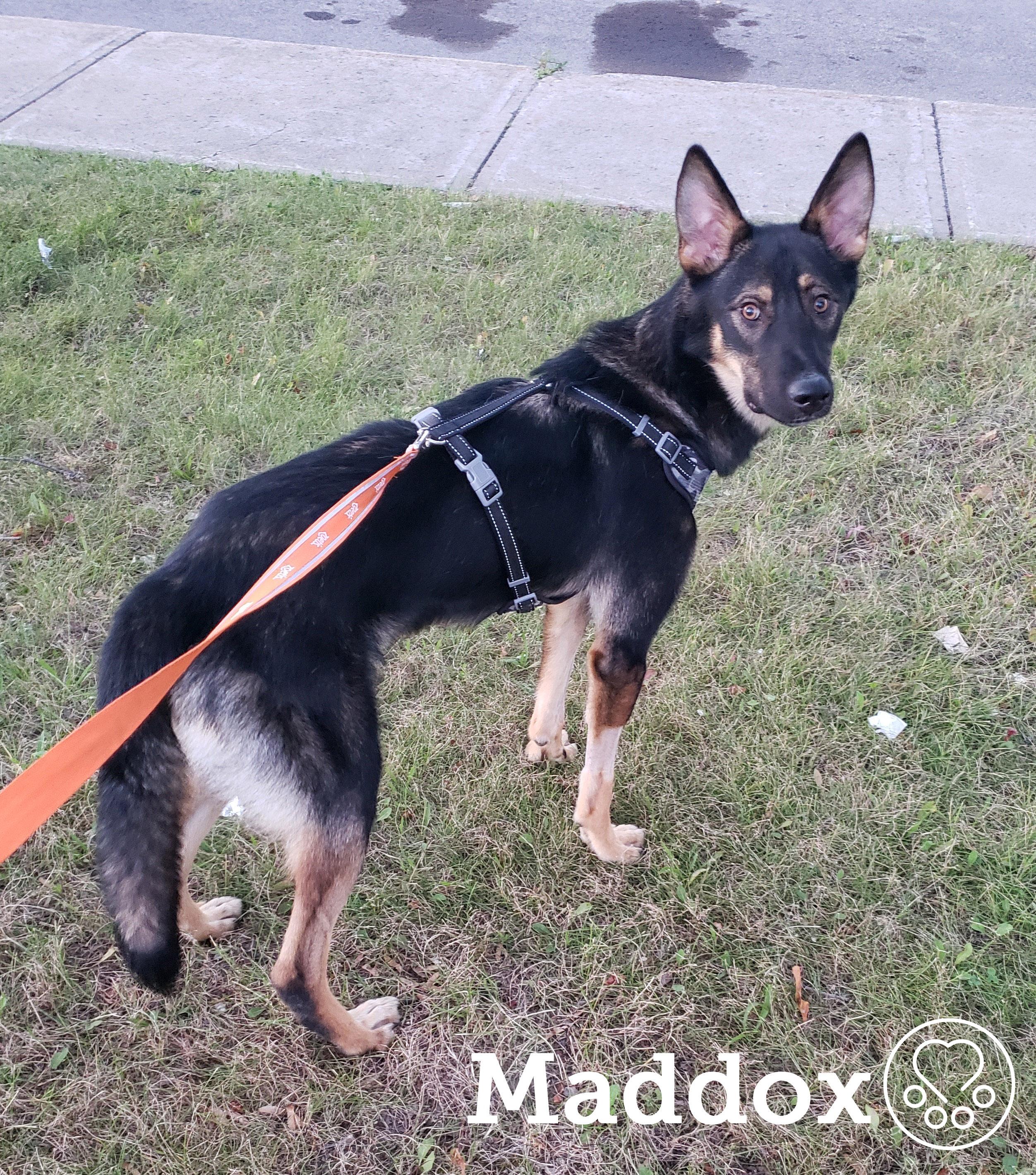 Maddox, a ADOPTABLE German Shepherd Dog in Anjou, QC image 2/2