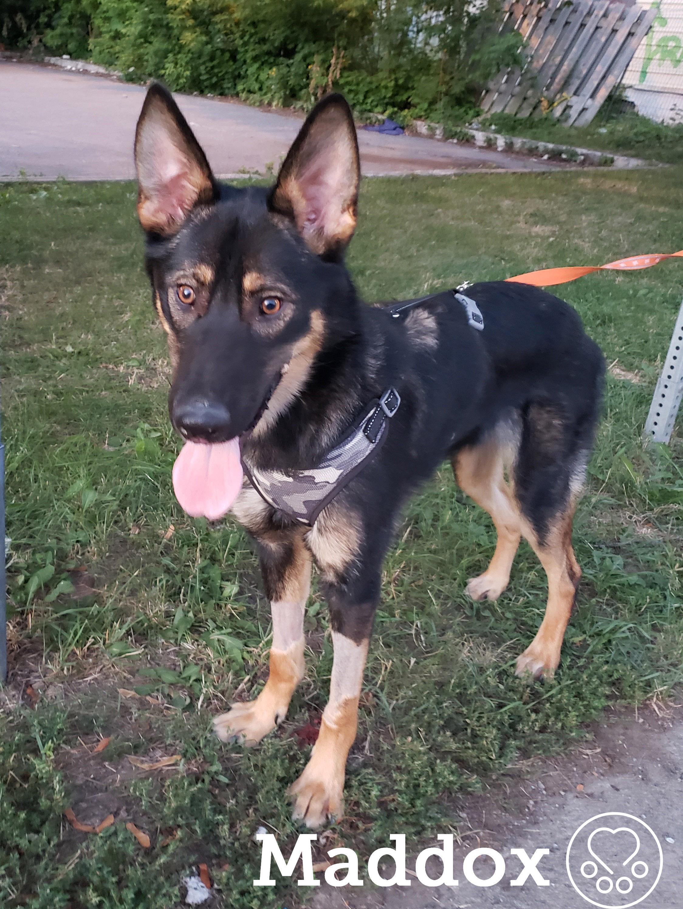 Maddox, ADOPTABLE, Young Male German Shepherd Dog.