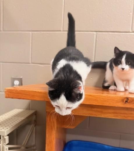 Enlarge Casanova, an adopted mixed breed in Fayetteville, AR image 4/4