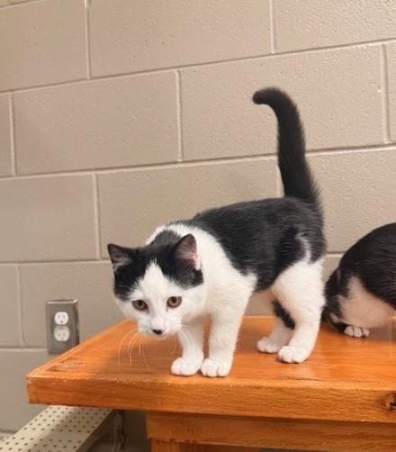 Casanova, adopted, Young Male Domestic Short Hair.