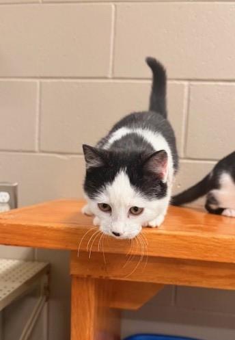 Enlarge Casanova, an adopted mixed breed in Fayetteville, AR image 2/4