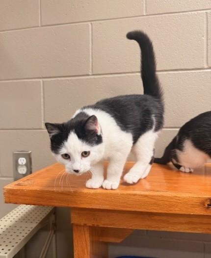 Enlarge Casanova, an adopted mixed breed in Fayetteville, AR image 3/4