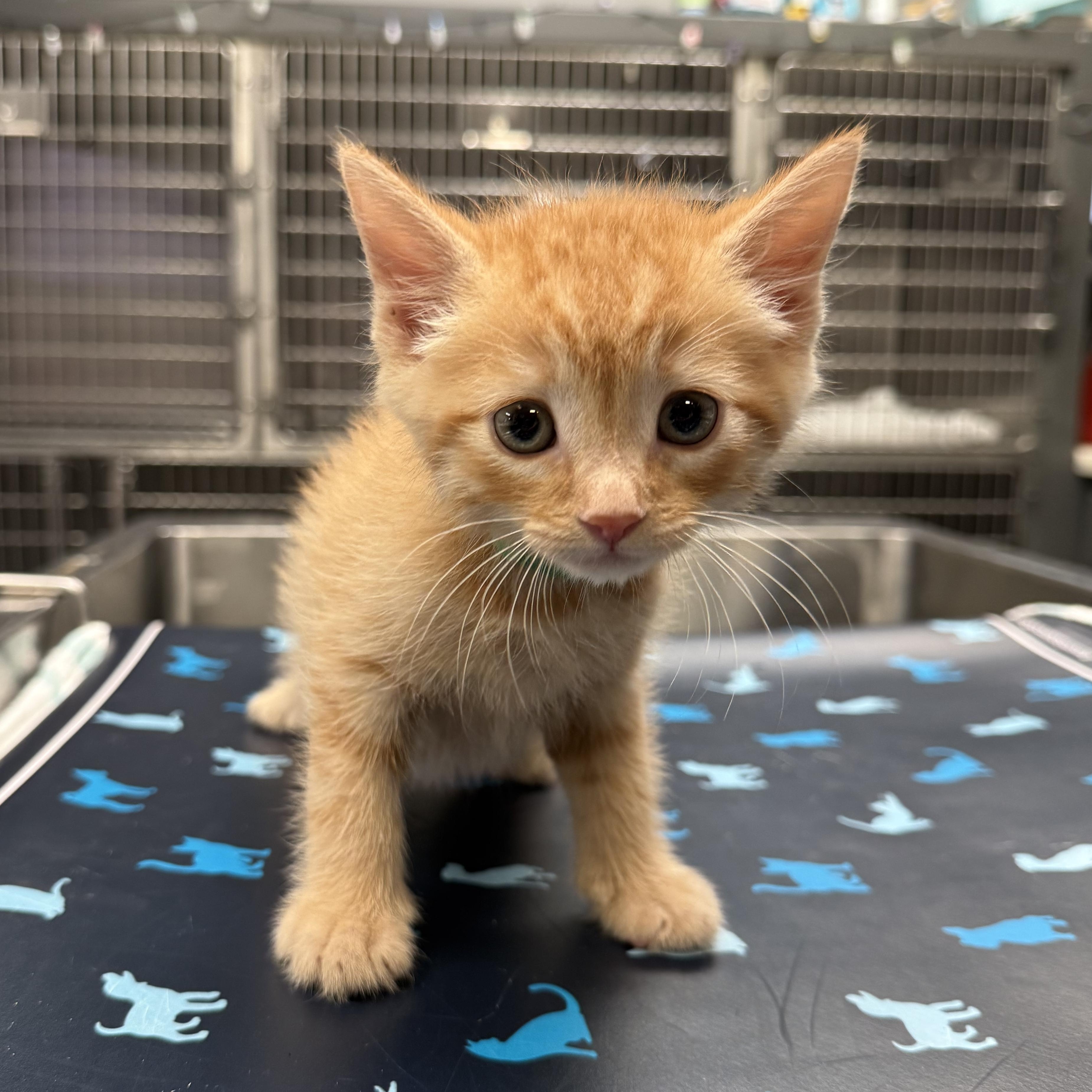 Fred (Harry Potter Litter), ADOPTABLE, Kitten Male Domestic Short Hair.