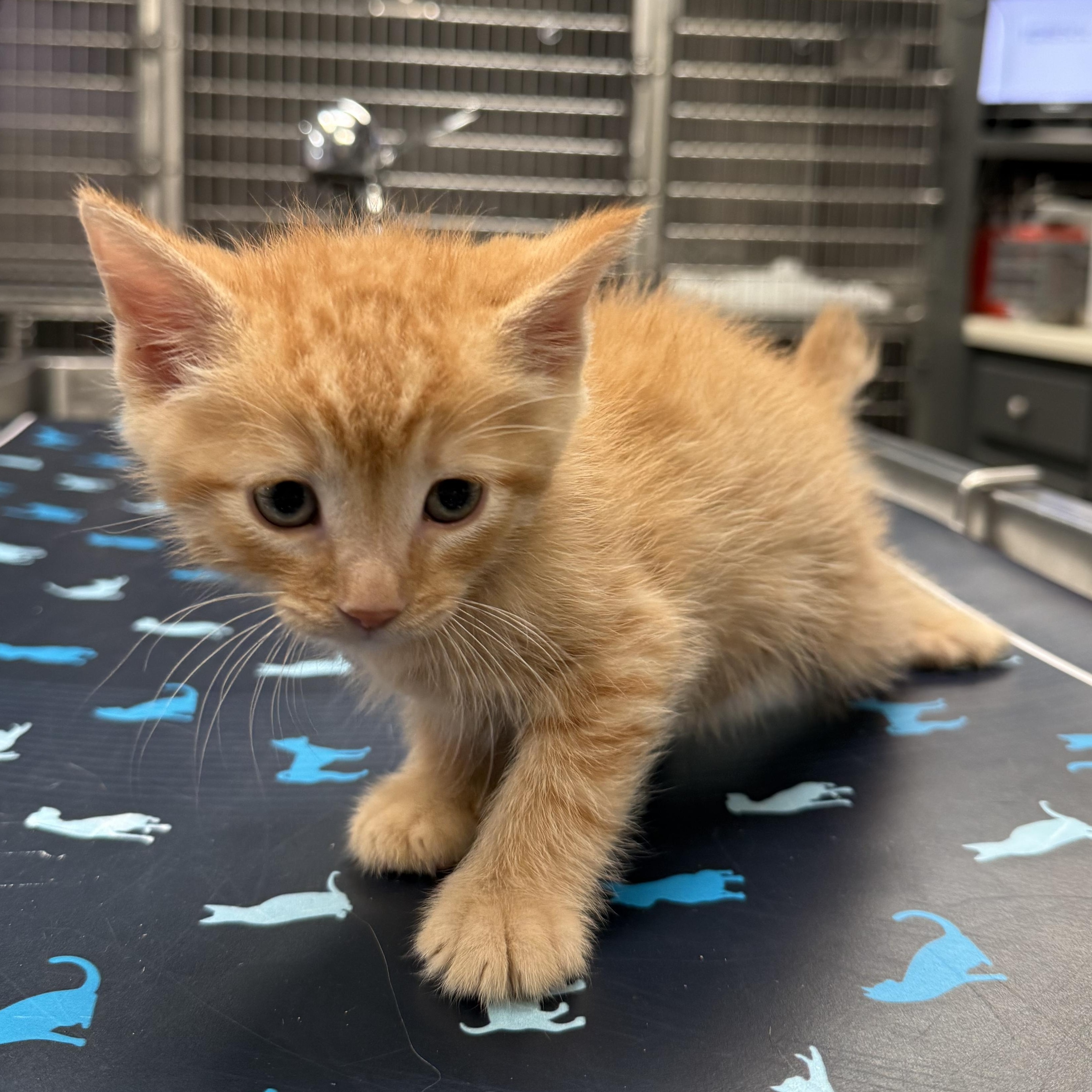 Enlarge Fred (Harry Potter Litter), a ADOPTABLE Domestic Short Hair in Acworth, GA image 2/3