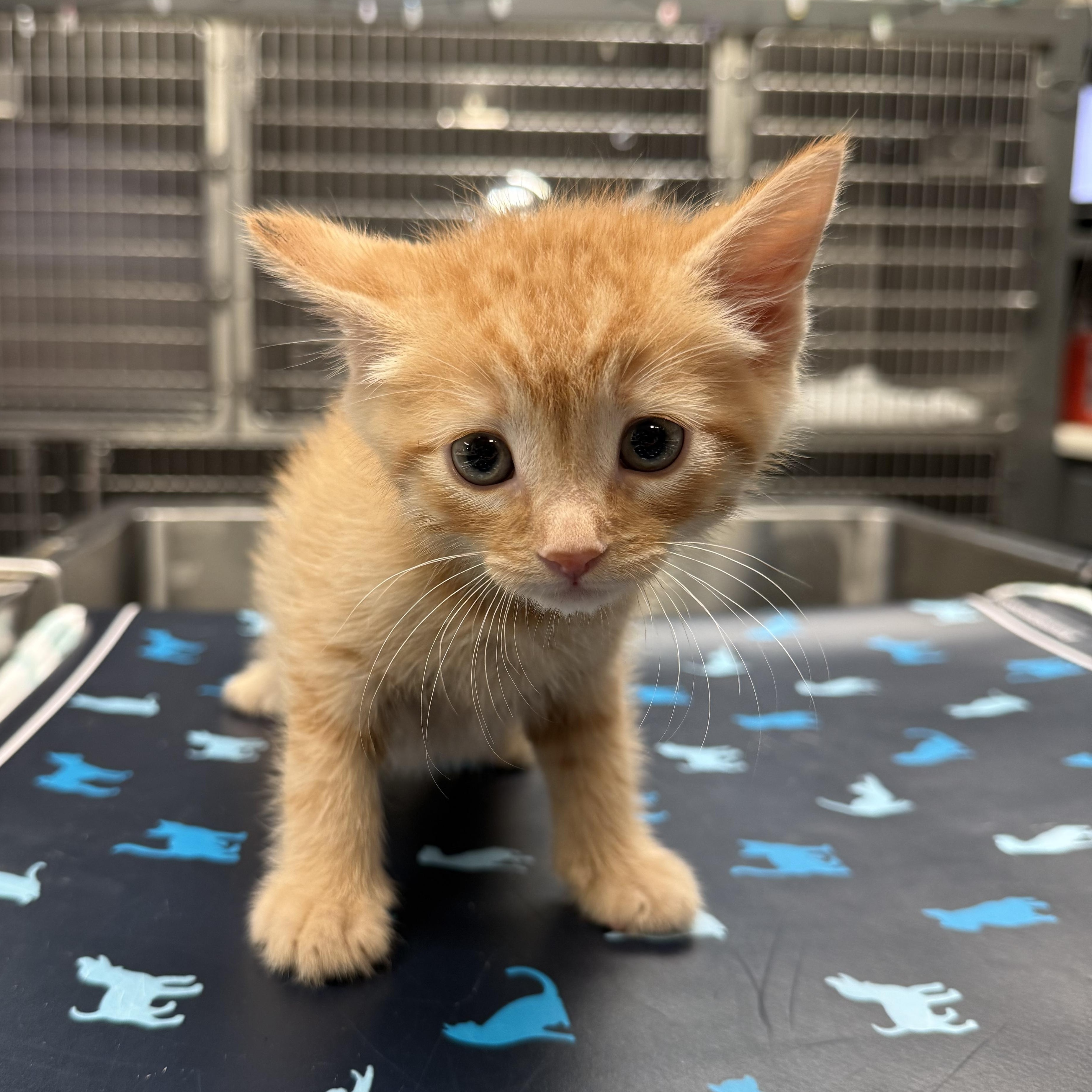 Enlarge Fred (Harry Potter Litter), a ADOPTABLE Domestic Short Hair in Acworth, GA image 3/3