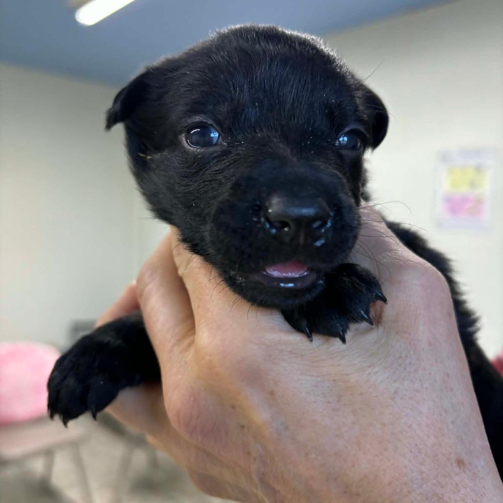 Enlarge Zora 7, a Adoptable Mixed Breed in Mount Shasta, CA image 1/4