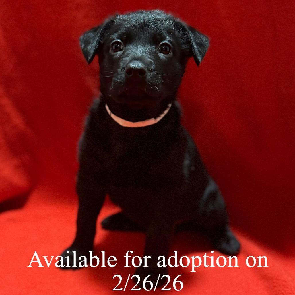 Enlarge Zora 7, a Adoptable Mixed Breed in Mount Shasta, CA image 2/4