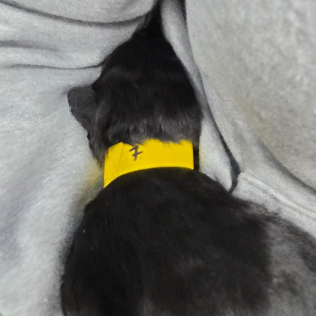 Enlarge Zora 7, a Adoptable Mixed Breed in Mount Shasta, CA image 3/4